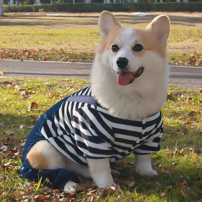 Roupinha de inverno para cachorros